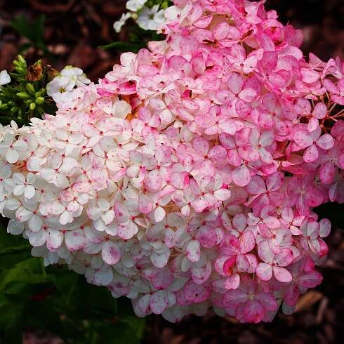 Hortenzie kytice VANILLE FRAISE RENHY Růžová jahodová sazenice P9