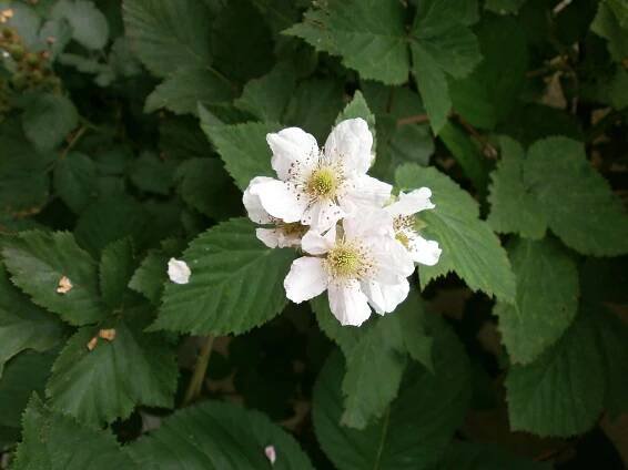 Blackberry, Bílá Květina, Růžovité