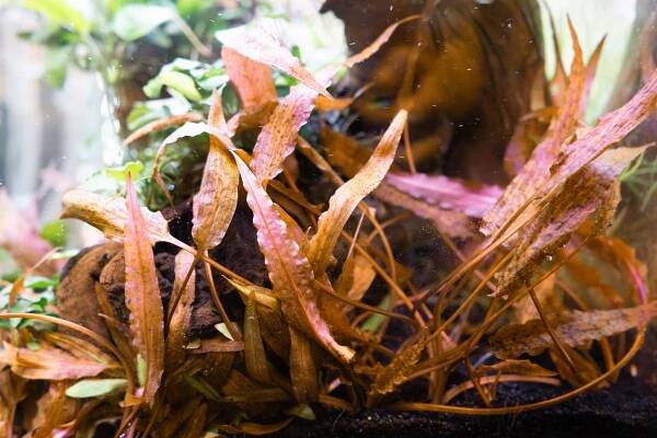 Cryptocoryne Affinis Dark Orange košík Dennerle