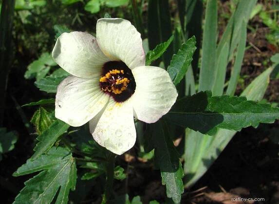 Ibišek trojdílný - Hibiscus trionum 3