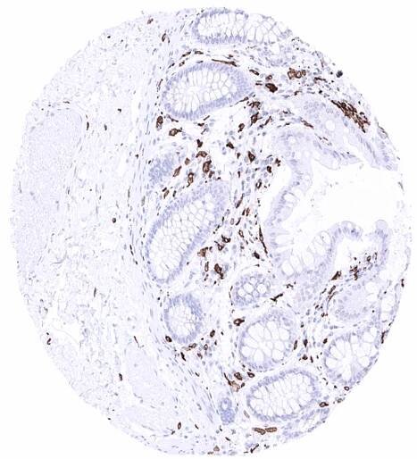 AIF1 (MSVA-955M) - MS Validated Antibodies