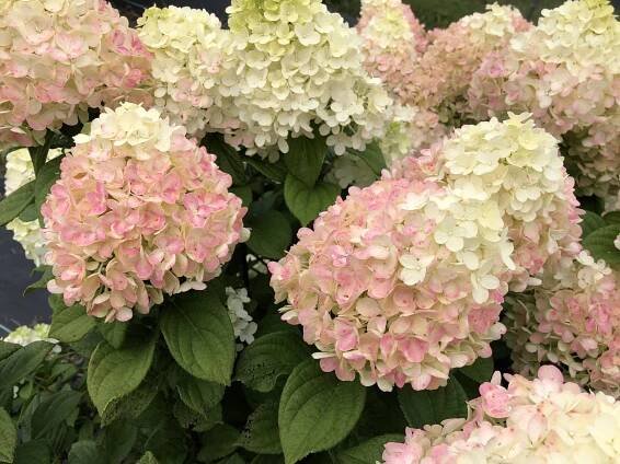 New Little Lime Punch™ Hydrangea - Loma Vista Nursery