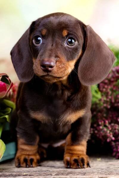 Dachshund Puppies Funny