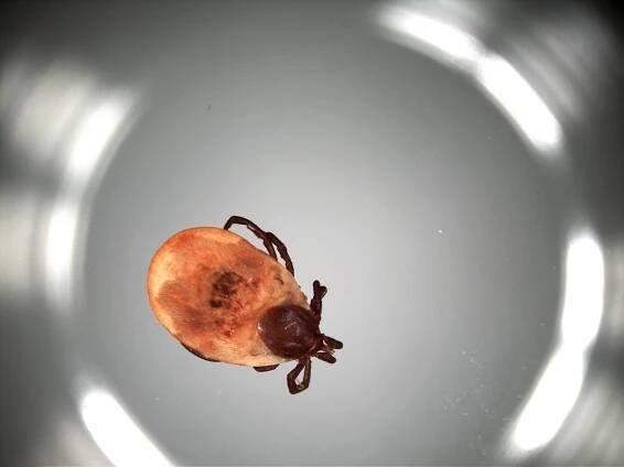 FLÅTT, LYME DISEASE - Patologiworld