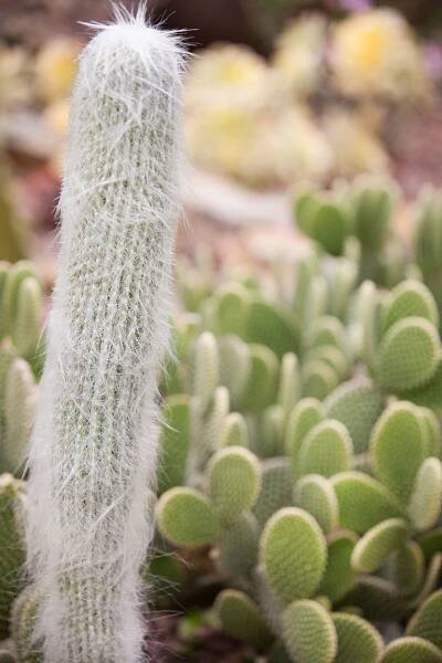 How to Start a Cactus Garden