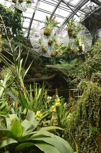 Koktejl barev ze všech koutů světa: Exotická výstava orchidejí v Praze otevírá brány