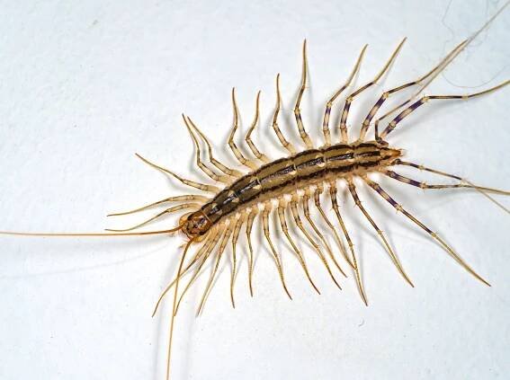 Arthropod leg - Wikipedia