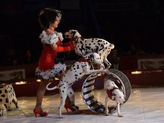 Cirkus Jo-Joo přivezl do Náchoda zvířata i artisty