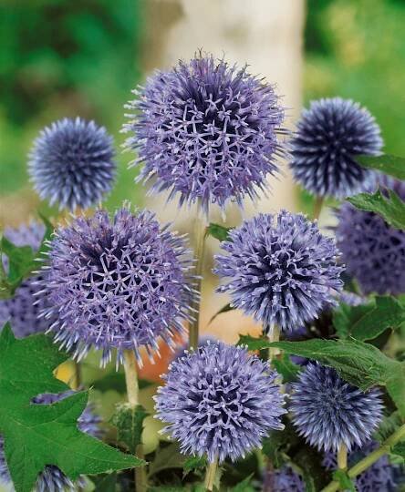 Echinops ritro , Bělotrn modrý, K9