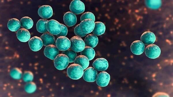 Staphylococcus lugdunensis bakterie, 3D ilustrace. Koaguláza-negativní stafylokoka, kožní komensal spojený s endokarditidou, empyémem, osteomyelitidou a dalšími infekcemi — Stock obrázek