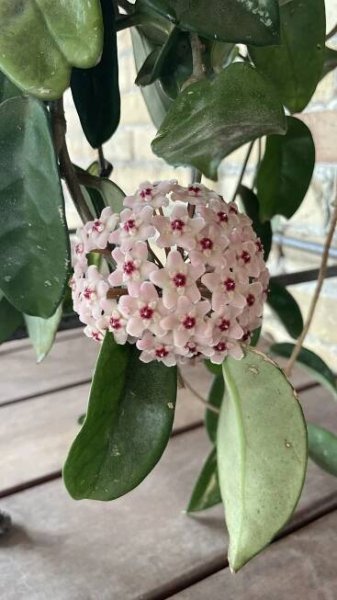 Hoya Carnosa Pink Flowers - Plant Aesthetic for Home Decor
