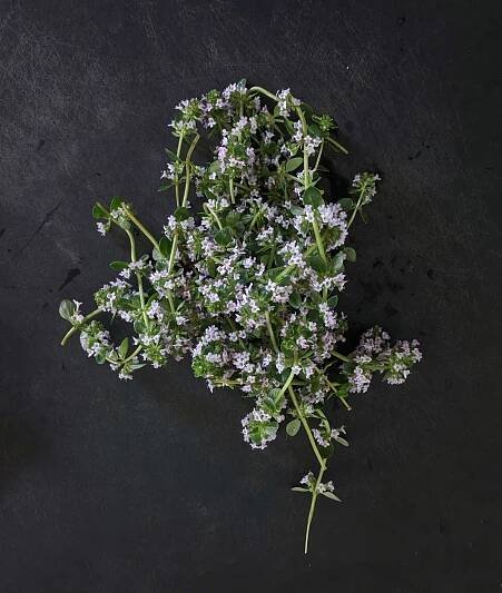 AYA Farmery Thyme Thymian