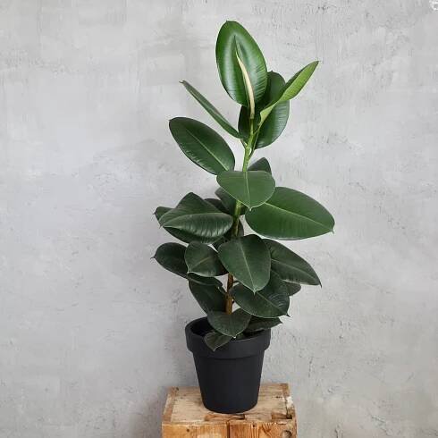 Ficus Elastica Robusta XL