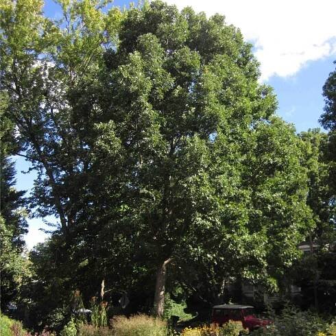 Trees: Tried and True Native Plant Selections for the Mid-Atlantic