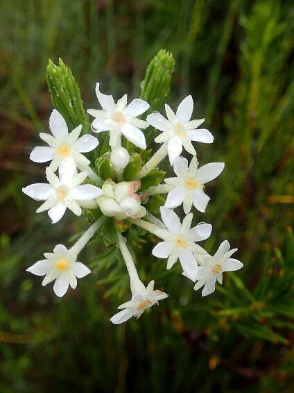 Thymelaeaceae - Wikipedia