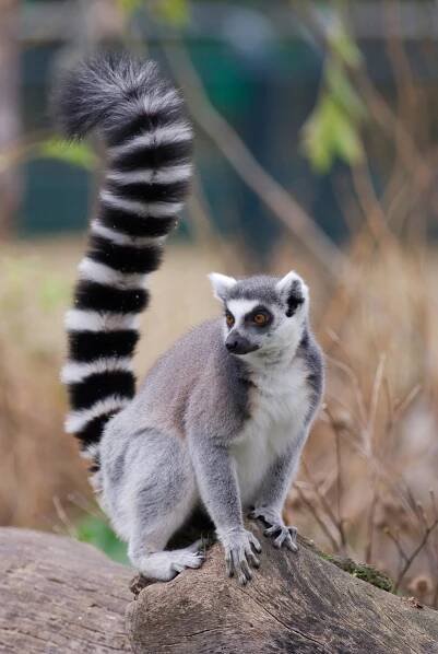 Legendární lemuři Madagaskaru (2015)