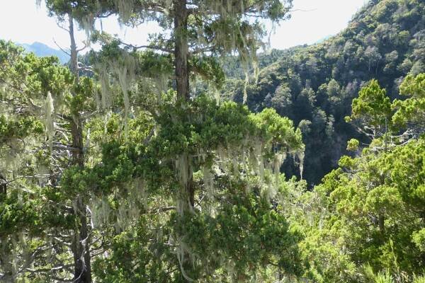 Austrocedrus chilensis