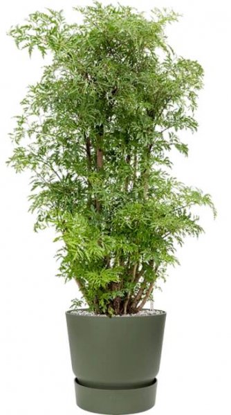 Aralia (Polyscias) 'Ming' in Greenville - Soil (Vulkastrat) - Kvety VICTOR