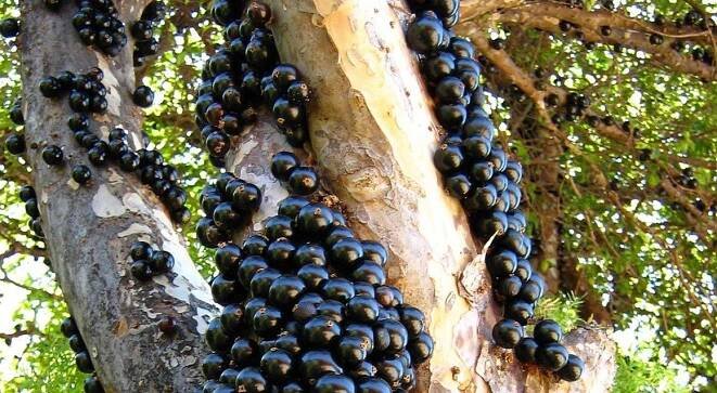 Jaboticaba neboli hroznový strom je výzvou pro zkušenější pěstitele