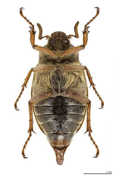 Soubor:Melolontha melolontha Ventre MHNT.jpg
