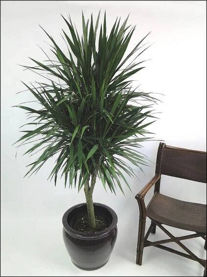 14" Tarzan Tree