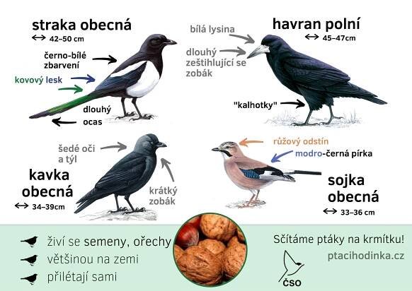 Určování ptáků - Ptačí hodinka