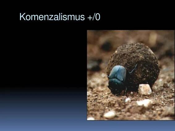 PPT - Altruismus u zvířat PowerPoint Presentation, free download - ID:4374452