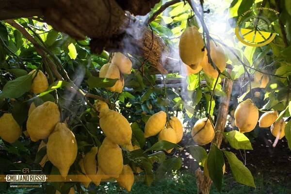 Lemon Tour + Aperitive Deluxe - Image 2