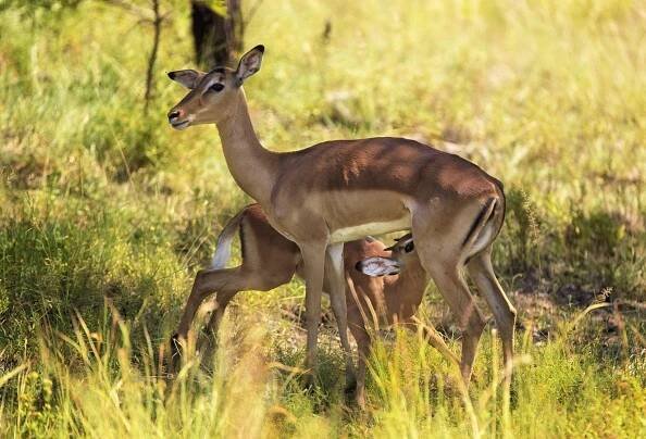 Baobab Ridge | Don't overlook the humble impala! 