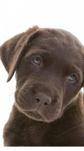 How to train a Labrador Retriever puppy: 10 easy steps every owner should follow