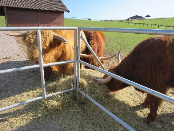 Pohlaďte a nakrmte zvířata z celého světa. Farma Soběhrdy u... | Regiony
