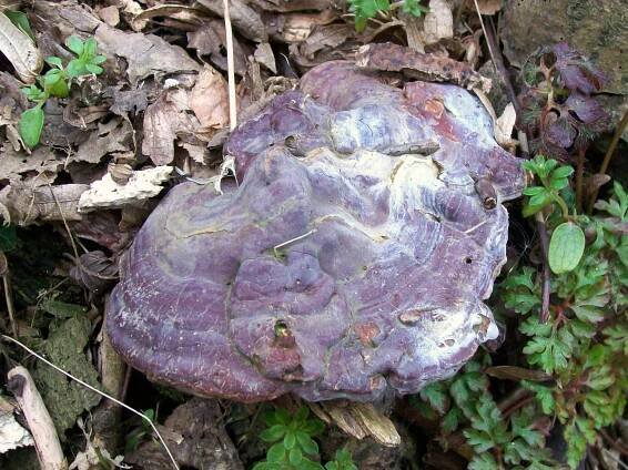 Ganoderma pfeifferi: Nejlepší průvodce houbami