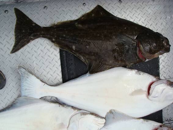 Halibut - Wikipedia