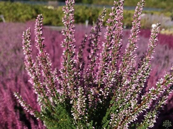 Calluna vulgaris Dunja (4)