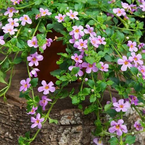 Bakopa Pinktopia - Bacopa sutera cordata - semena - 7 ks
