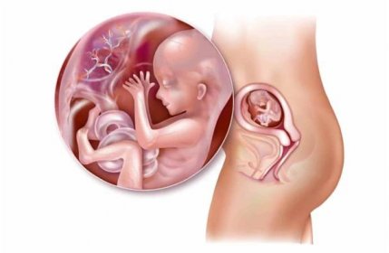16. týden těhotenství: Vývoj plodu a těhotenské změny - Babyweb.cz