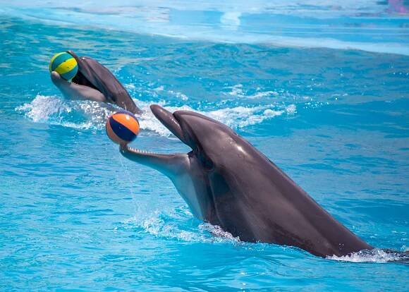 Delfíní show v Dolphin World Makadi Bay