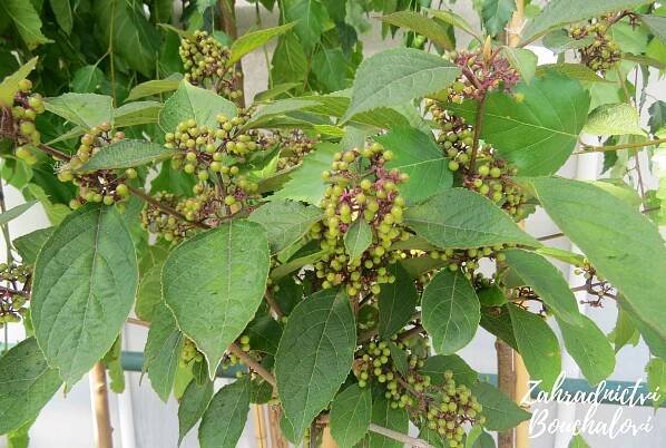 Krásnoplodka Bodinierova ‘Profusion’ – Zahradnictví Bouchalovi
