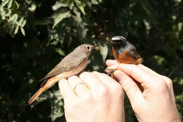Soubor:Redstartcouple.JPG – Wikipedie