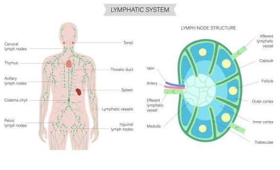 anatomie lymfatických uzlin - lymfedém stock ilustrace