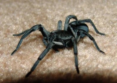 Jak vypadá pavouk vlčí a jak nebezpečný - druhy a chování ve volné přírodě