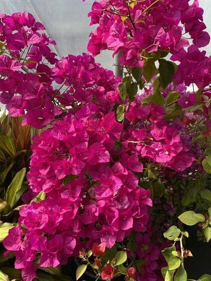 Tropicals and Houseplants - Bella Terra Landscapes