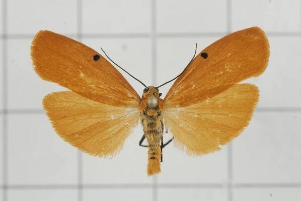 Eilema costipuncta