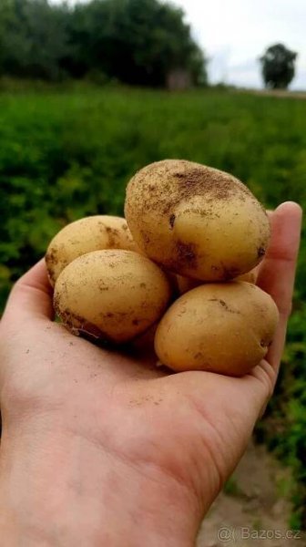 BRAMBORY 🥔