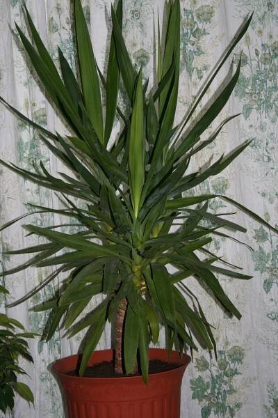 Druh Yucca domestica (foto).
