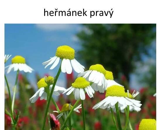 heřmánek pravý 