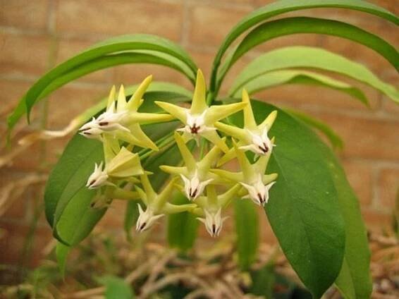 Hoya multiflora