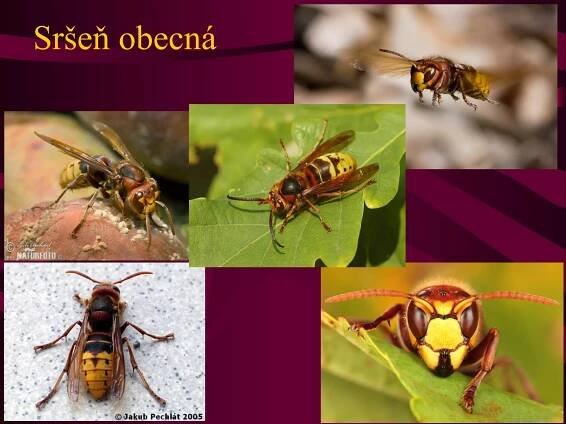 Sršeň obecná 
 