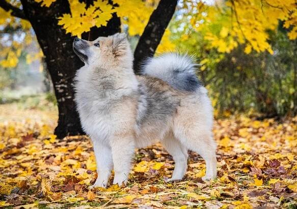 Steppen Hill's - eurasier ja estrelanvuoristokoira