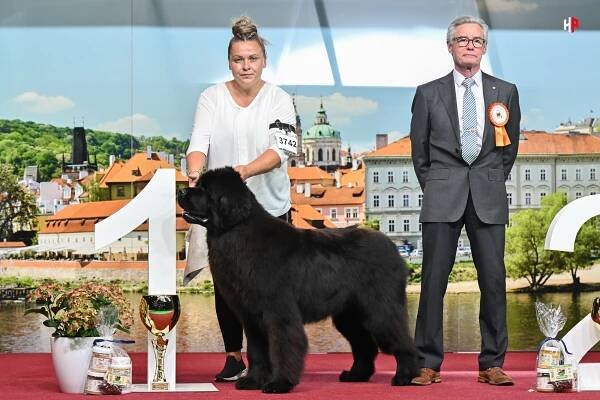 G&L New Knights Newfoundlands FCI kennel